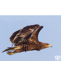 گونه عقاب خالدار بزرگ Greater Spotted Eagle